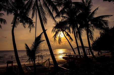 平静的月光日落海滩上有椰子树植物美丽的图片