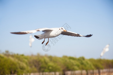 荒野航班动物红树林附近的海鸥是鸟类食物的来源之一图片