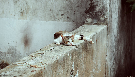 猫妈骨瘦如柴疲倦的猫趴在墙上仰望着如此悲哀无聊趣的往前走妈猫咪胸口充满了牛奶部郁闷背景