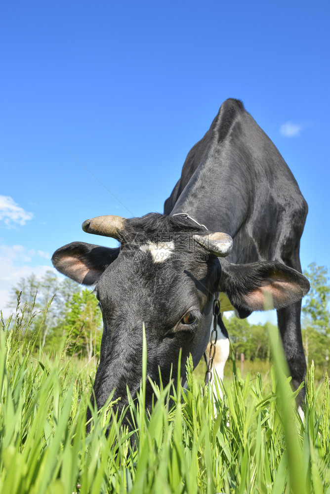 脸牧牛的肖像在田野背景美丽的有趣牛在农场上年轻的黑牛吃着明亮青绿草牧牛在农场背景的画像在农场背景上嚼绿色图片