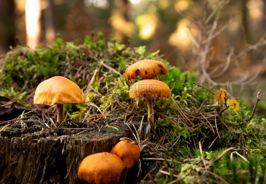 食用旧木日志上的棕色小蘑菇混合季节图片