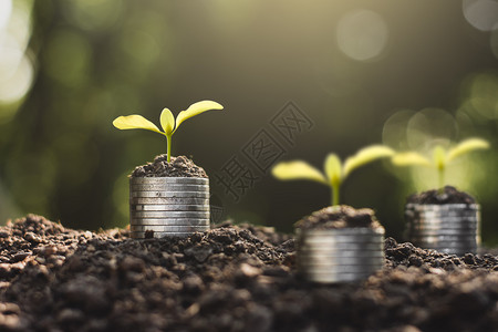 白色的思维金融植树苗正在生长放地面的硬币上想着金融增长图片