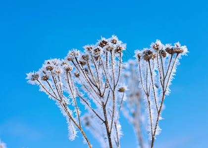 细节俄罗斯寒冷冬季风景的自然晶体冰冻冬月风景的奇特之处霜图片