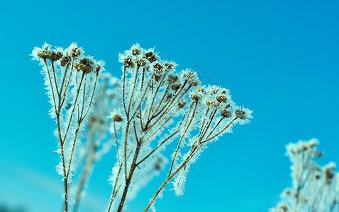 寒冷冬季风景的自然晶体冰冻冬月风景的奇特之处结晶场景植物群图片