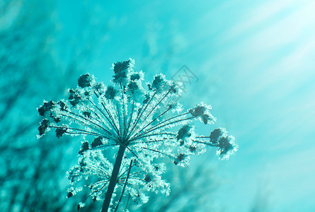 细节寒冷冬季风景的自然晶体冰冻冬月风景的奇特之处森林雪图片