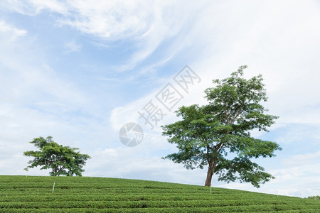 大树在茶叶种植园在山上的可耕地中旅行农场自然背景图片