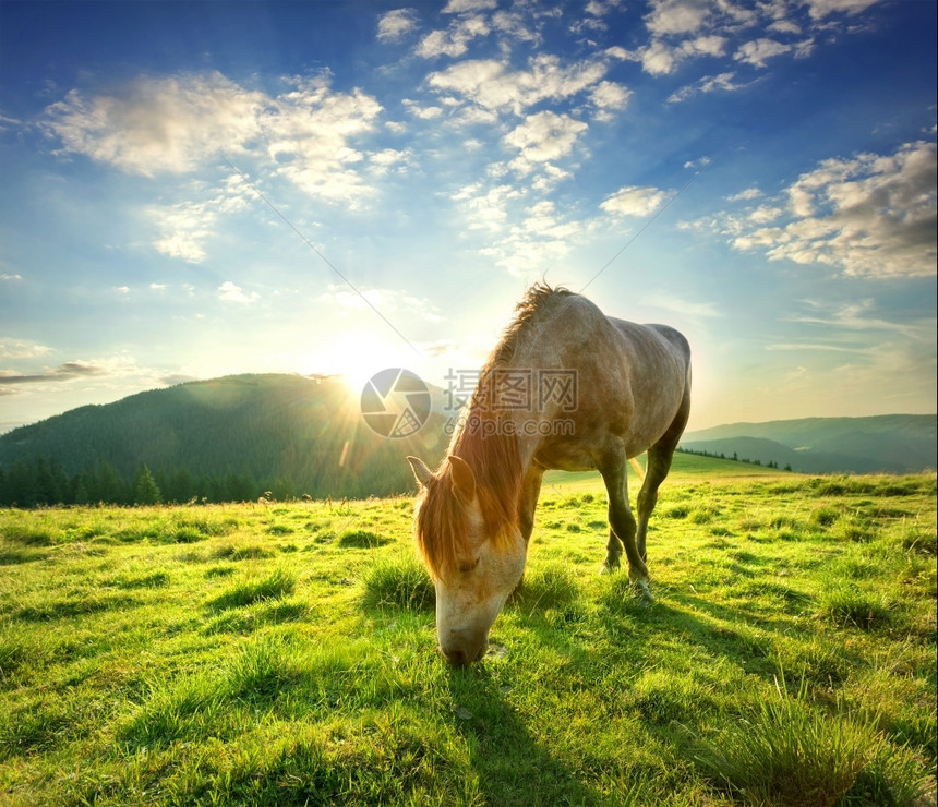 农场夕阳下高山牧上的马高山牧场上的马环境鬃毛图片