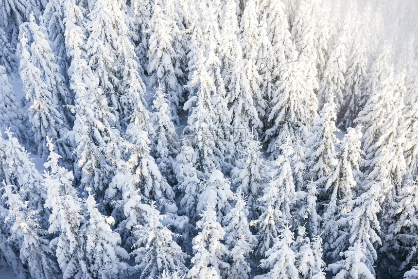 美丽自然雪下的松树新鲜图片