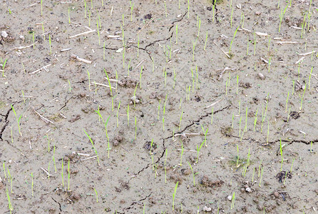 有机农田干土泰国的稻苗新鲜的有机叶子图片