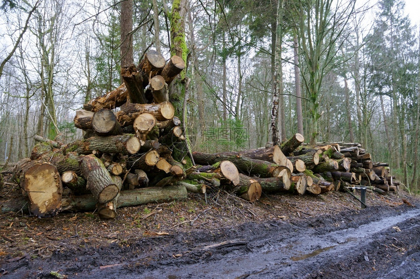 林地砍伐的树干上原木一堆砍伐的树木一堆砍伐的树木干上原木桩森林图片