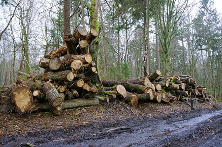 林地砍伐的树干上原木一堆砍伐的树木一堆砍伐的树木干上原木桩森林图片
