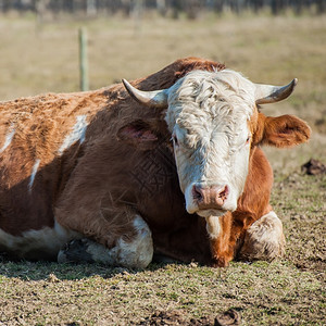 牛的肖像躺在草地上休息消化懒惰图片