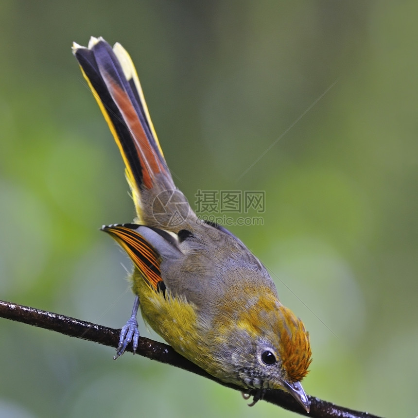美丽的黄色鸟栗子尾的明拉米娜树枝上的螺旋背面图案鸟类生活荒野栖息图片