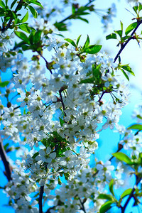 白色的花朵的白樱桃树色枝叶在春日开花的樱桃树五月图片