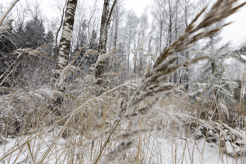 冰森林的冬季树木裸露没有叶在自然中的冬季风景布满雪和霜冻地貌景观美丽的图片
