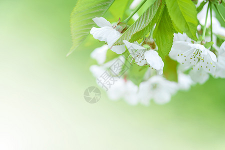 行进充满青绿花朵白樱桃的春背景绿色开花图片