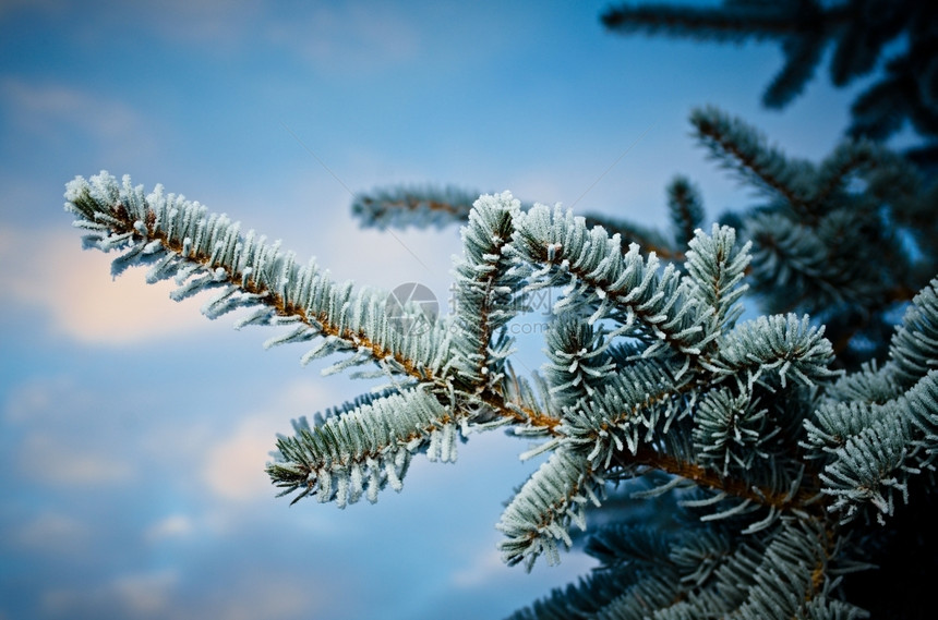寒冷的美丽深浅地露出野外切近的浅树上冬霜冻季节图片