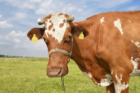 棕色的动物乡村红斑牛在田野上放牧绿草羊养牛图片
