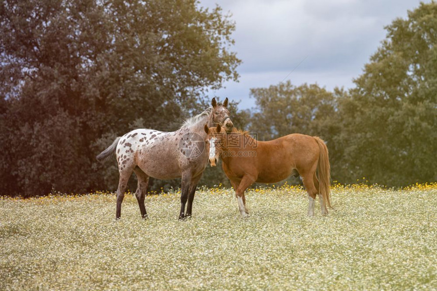 两匹美丽的马在草原上农场天空绿色图片