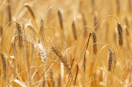 季节美丽的黄色背景和成熟小麦晴天培育图片