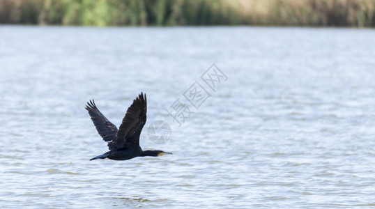克雷斯纳由Llobregat三角洲湿地休养的法拉克雷斯鸭鸟类鸬鹚背景