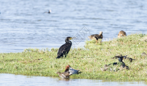 品种多样鲶鱼户外由Llobregat三角洲湿地休养的法拉克雷斯水鸟棕色的背景