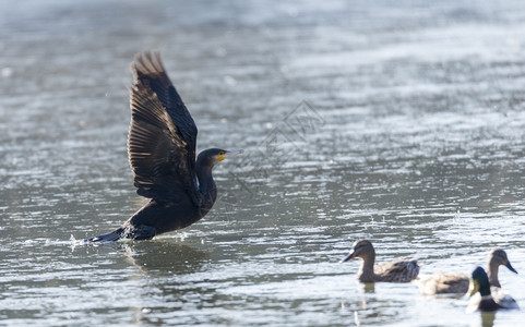 水禽户外由Llobregat三角洲湿地休养的法拉克雷斯棕色的图片