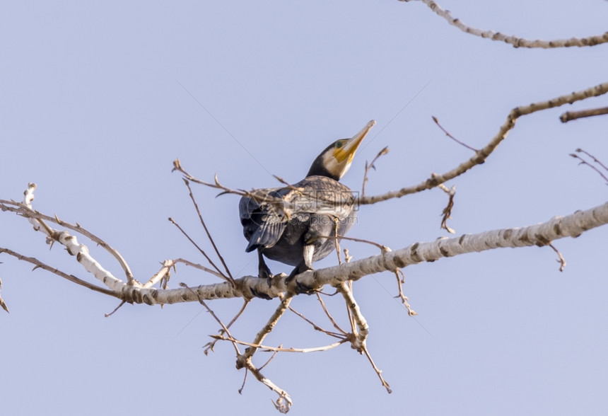 鸭季节喙由Llobregat三角洲湿地休养的法拉克雷斯图片