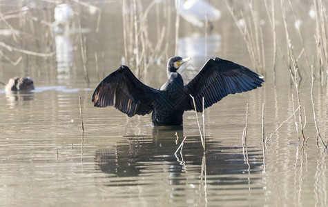 鸭由Llobregat三角洲湿地休养的法拉克雷斯户外休息图片