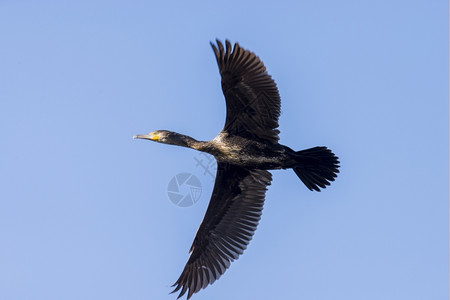 位野生动物由Llobregat三角洲湿地休养的法拉克雷斯禽类图片