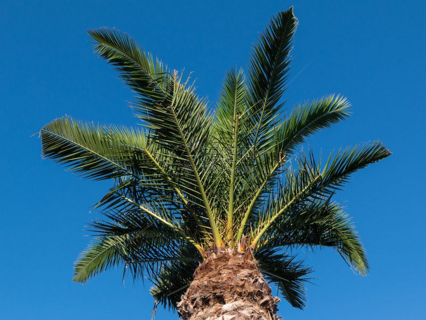 公园绿色棕榈植物被装饰风格图片