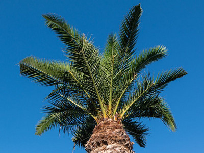 公园绿色棕榈植物被装饰风格图片