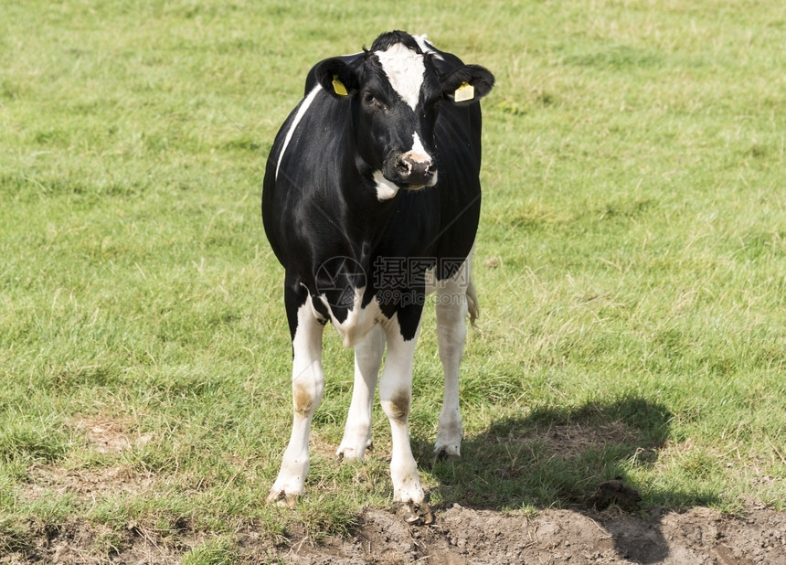动物年轻奶牛在绿色农场田地上观看相机农村景图片