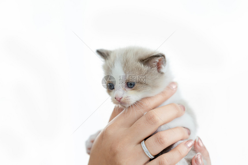 家庭白色的手牵百塞小猫和白背景的被软焦点分离出来房间图片