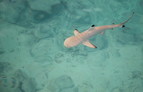 鲨鱼在水中游泳海洋危险牙齿图片