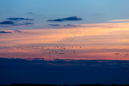 鸟类水晚上儿在日落时与夜空中飞翔图片