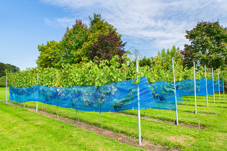 夏天土壤欧洲葡萄园中带有保护网的蓝葡萄植物行和保护网地面图片