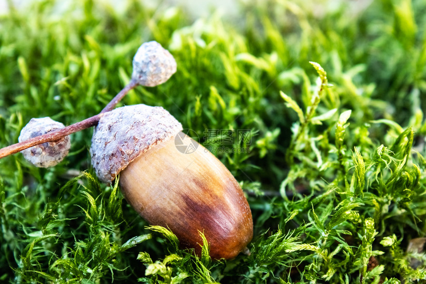 树叶在绿色苔藓背景的秋天橡子与的特写镜头在绿色苔藓的秋天橡子与的背景叶帽图片