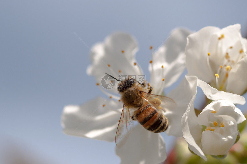 蜜蜂花在自然背景中为白樱桃花授粉春天蜜蜂在自然背景中为白樱桃花授粉蜜园图片