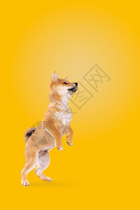 常设在黄色背景前跳跃的柴犬小狗跳跃的柴犬小狗玩粉彩图片