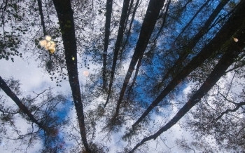 10月在瑞典斯德哥尔摩的森林和自然景观中水的树木和天空反射10月在瑞典斯德哥尔摩户外有机的树叶图片