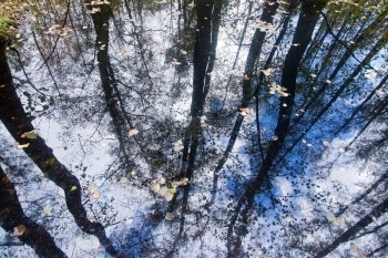 线条10月在瑞典斯德哥尔摩的森林和自然景观中水的树木和天空反射10月在瑞典斯德哥尔摩荒野有机的图片