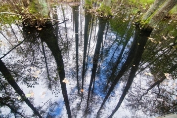 10月在瑞典斯德哥尔摩的森林和自然景观中水的树木和天空反射10月在瑞典斯德哥尔摩堪的纳维亚落下深度图片