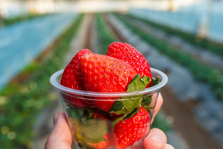 健康食物颜色草莓在杯子里植物在杯子里草莓背景是草莓植物图片