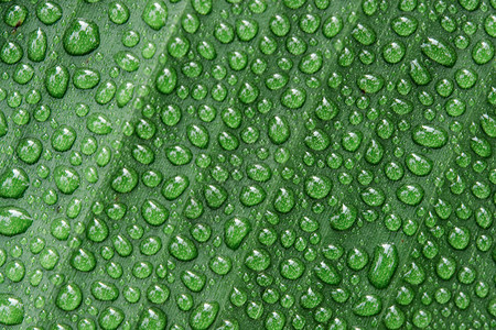 香蕉叶背景的水滴植物细节环境图片