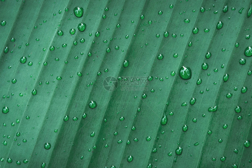 夏天香蕉叶背景的水滴植物学生态图片