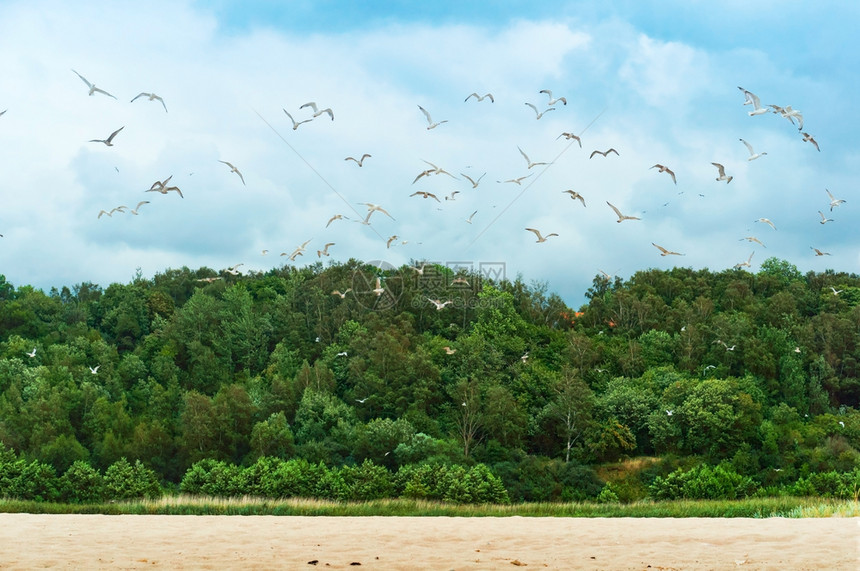 海岸上的一群鸥岸上的一群鸥超过下午旅行图片