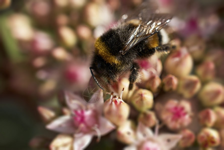 授粉飞蜜蜂在花特写上采集蜜飞蝇图片