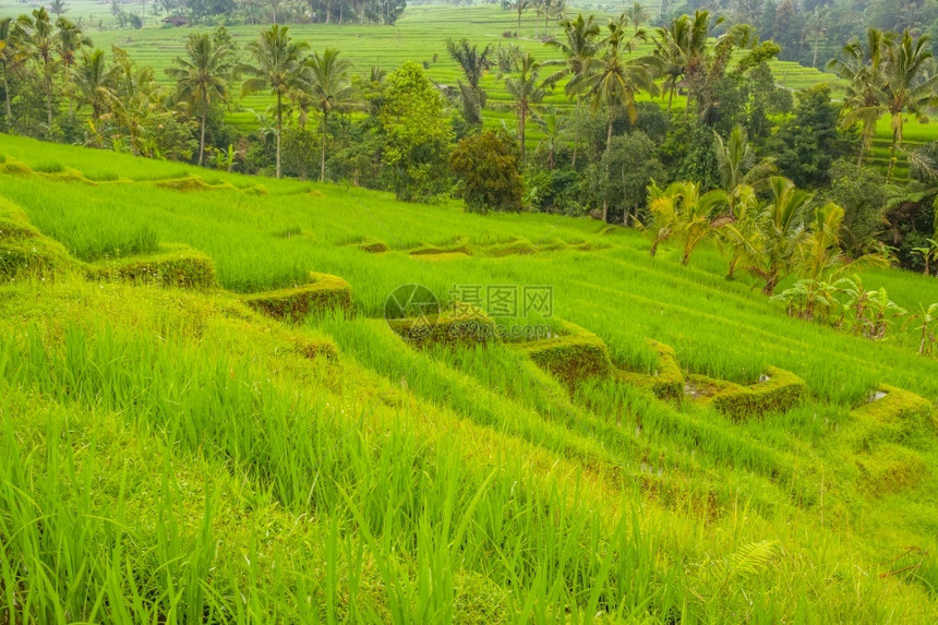 绿色乡村的梯田印度尼西亚巴厘岛水稻田和棕榈树的面积横跨天气的稻米田和棕榈树的面积图片