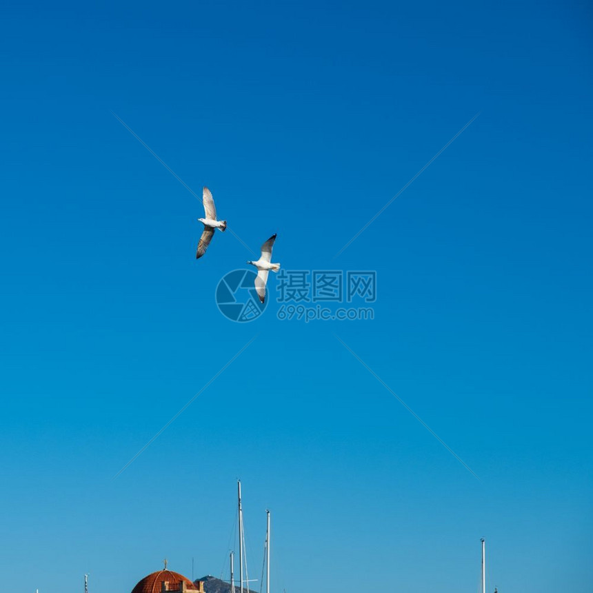 白色的野生动物美丽希腊AeginaHarbour教堂上方的蓝天对面飞行两个海鸥图片